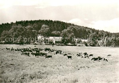 Engelsbach Cattle Pasture Panorama