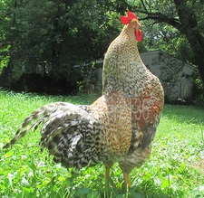 18+ Bielefelder fert Hatching Eggs. THE PERFECT DUAL PURPOSE HOMESTEAD CHICKEN