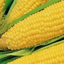 Truckers Favorite Corn Seeds  | NON-GMO Corn Seeds | Fresh Heirloom Garden Seeds