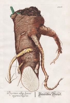 Bryonia alba Zaunrübe bryony Wurzel Blackwell Kräuterbuch engraving Kupferstich