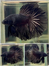 Male Betta Live Fish - Black Orchid Halfmoon - LV251 - High Quality A++