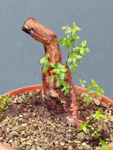Bonsai Di Mirto 24x21cm In Vaso Da Interno Esterno Pianta Robusta Articolata ⭐ - Foto 9 di 13