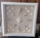 Seashell Variety Shadow Box Framed 12×12 Oceanside Wall Décor Kohl's