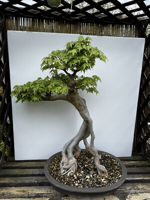 groupon bonsai Basic Outdoor Bonsai Gift Bundle