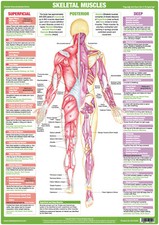 Muscle Anatomy Poster | Posterior | Bodybuilding Muscle Chart | Human Body