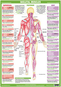 Physiotherapy Anatomy Charts