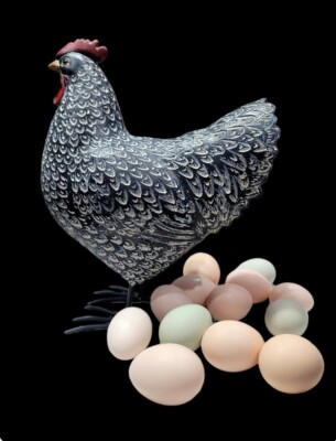 1 Dozen Farm Fresh Chicken Eggs, Free Range, Organic Fed