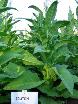 tobacco plant for sale 1000 Ohio Dutch Tobacco Seeds - Nicotiana tabacum - Cigar or Pipe Tobacco