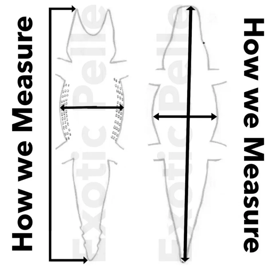 Black Genuine Crocodile Belly Tail Hide Leather Skin real alligator Croc 621 - Image 4 of 4