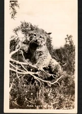 Old RPPC Postcard Real Photo Wild Lynx in Arizona Natural Photography Nature