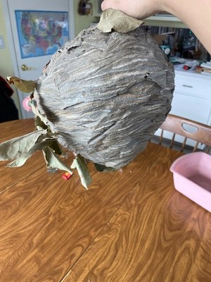 Bald face hornet s nest. Approx.12 x10  New from Lewiston Idaho Good condition 