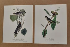 2 Audubon Octavo 1st Ed Flycatcher 's Pl 66 & pl 56 Birds of America Book Prints