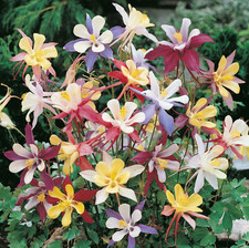 Aquilegia Mckana Giant Mix| 6 Plug plant |Grannys Bonnet |