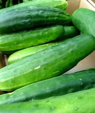 50+ Shosha Seeds |  Ashley Long Cucumber Seed, NON-GMO
