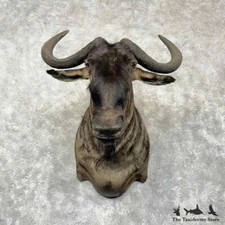 #30372 P | African Blue Wildebeest Taxidermy Shoulder Mount For Sale