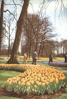 Keukenhof Netherlands Abbott Labs Pentothal Advertisement Doctors 1958 Postcard