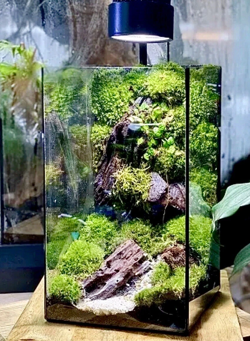 BIOTROPIC. Live Bioactive Terrarium Decor MOSSARIUM KIT. Branches