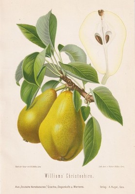 Williams Christ Birnen pears poires Obst fruit Pomologie Lithographie Litho 1890