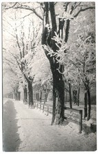 Studio sugli alberi invernale originale 1918 TIROL di Leo Stainer, Innsbruck 
