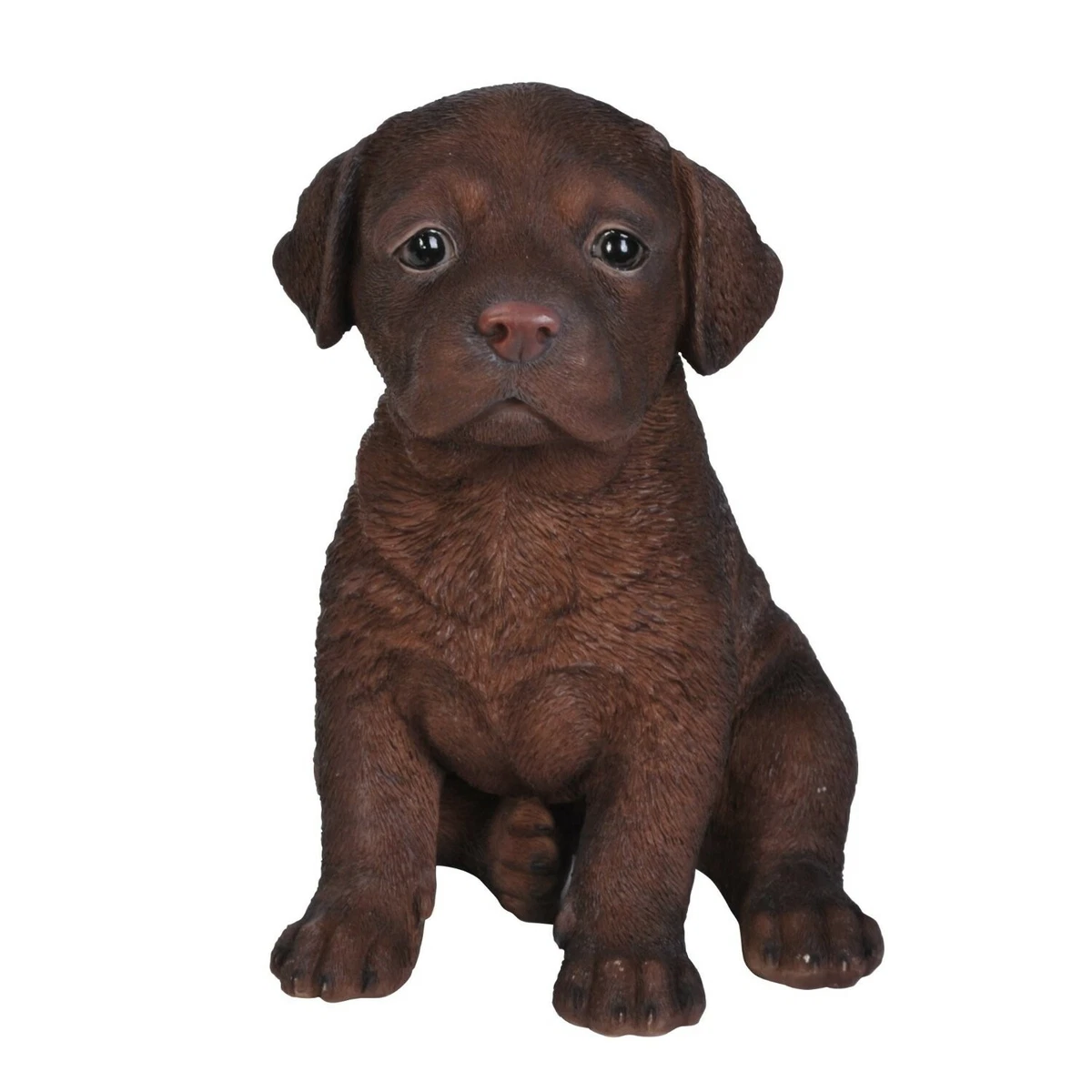 A top chocolate labrador