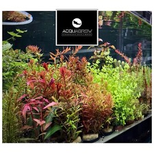 ✅Piante Acquario X5 Pz Facili  MIX Assortimento Paludario Pesci PIANTE FACILI