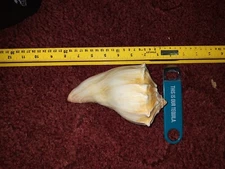 Fresh Found Conck Shells In North Carolina 9in Long,  5in Wide..Beautiful Shells