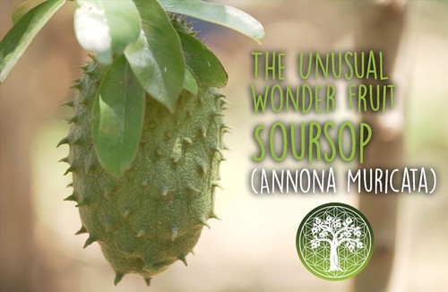 SOURSOP Graviola Powder 200g | Organic | Powerful Superfood | Guyabano - Picture 6 of 7