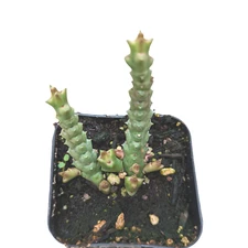Stapelia Sp. Succulent Plant