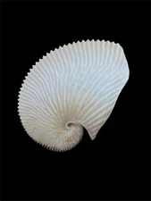 Sea shells Argonauta argo 174.8mm Aquarium Decoration Products creative gifts
