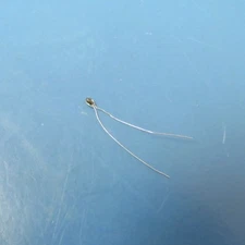 Honeywell  112-201BAJ-B01 Qty of 1 per Lot NTC Thermistors LRG glas bead,200Ohm