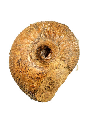 Macrocephalites rotundus-Ammonit, Callovium, Dogger, Blumberg, Top Fossil!