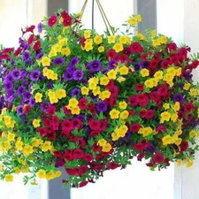 Mixed Petunia Flower Seeds for Planting | 1,000 Seeds | Non-GMO | 