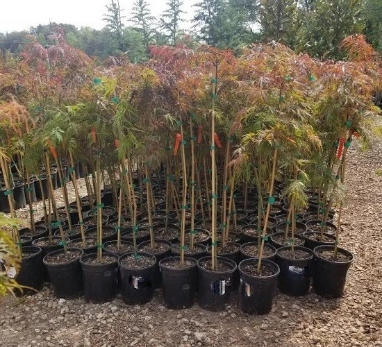 Orangeola Weeping Laceleaf Japanese Maple Tree - Live Plant - ( 2.5 QT ) - Image 4 of 4