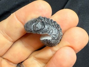 Nice Large rolled Phacops Barrandeops Trilobite fossil Devonian of Morocco 