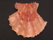Fantastic Color MIRAPECTEN MIRIFICUS~32mm!!~Philippine SEASHELL