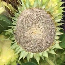 20 Mammoth Grey Stripe Sunflower Seeds. Organic. USA Seeds. Ships free