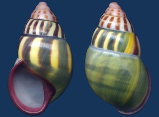 Shell Amphidromus latestrigatus Landshell