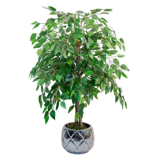 Maia Shop Ficusbaum Kunstpflanze Ficus Dekobaum Realistischen Blättern 105cm 118