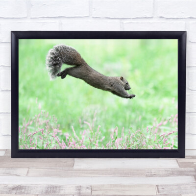 Jumping Squirrel in a field animal Wall Art Print
