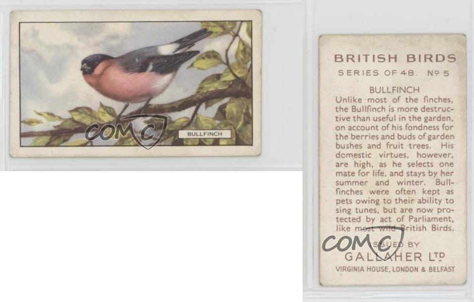 1937 Gallaher British Birds Tobacco Bullfinch #5 1i3 | eBay