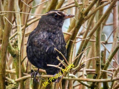 Foto 6x4 Amsel (weiblich) Radcliffe\/SD7807 Die gemeine Amsel (Turd c2015