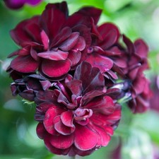 2 x Geranium ‘Rosebud Tommy’ – Trailing Ivy Leaf Double Purple Flowers in 10.5cm