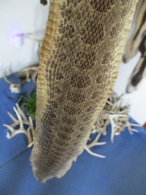 rattlesnake skin prairie rattle snake hide DRY TANNED wrap pen blanks 31 in. P1