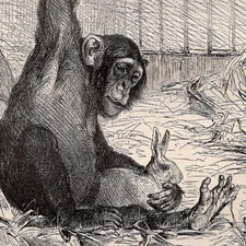 Monkey Chimpanzee with Bunny Rabbit 1880 Antique Zoological Engraving