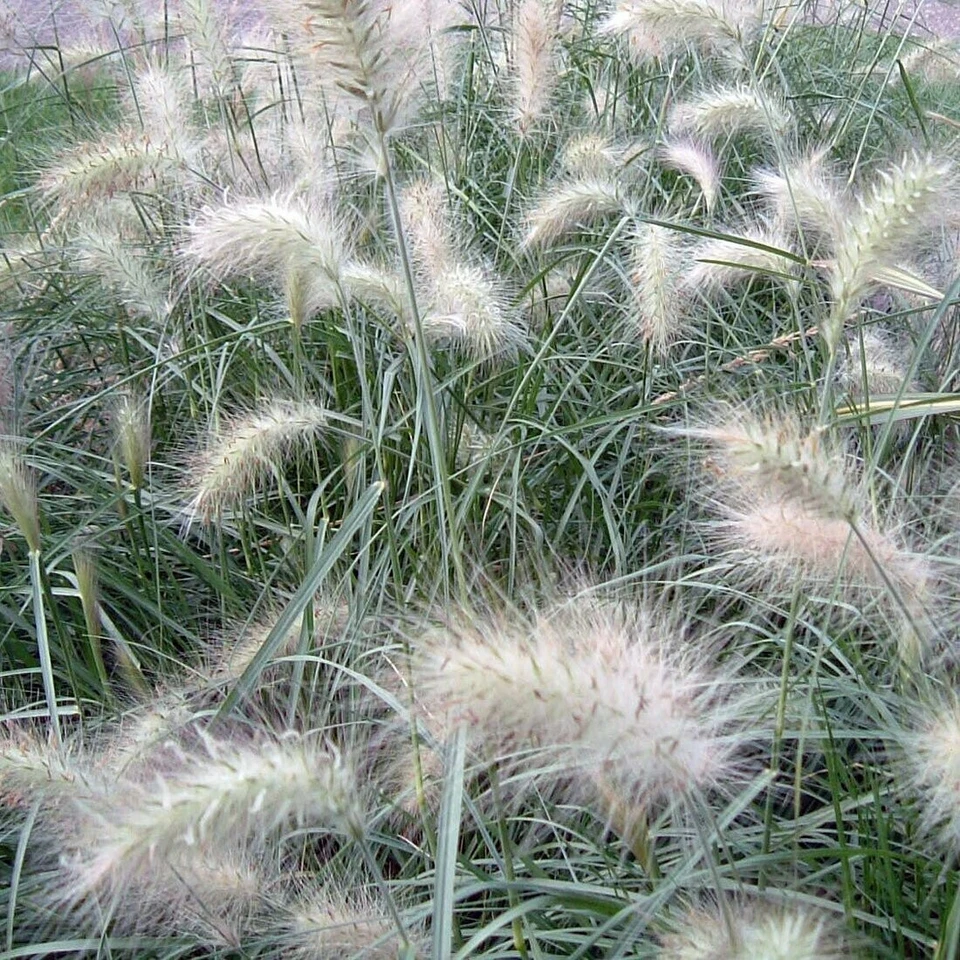Pennisetum villosum grass set of three plants - Image 2 of 3