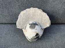 Seltenes Fossil Nautilus Cimomia sp, London Ton, Eozän, Isle of Sheppey, UK