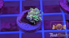 TC Blue Sorbet Goni WYSIWYG GB8 ~Live Coral Frag ~TankCandy~