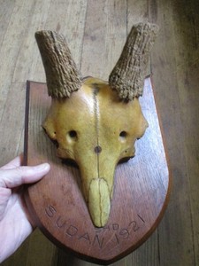 Vintage African Oribi Antelope Skull Taxidermy Mount Marked Sudan 1921  Nice!