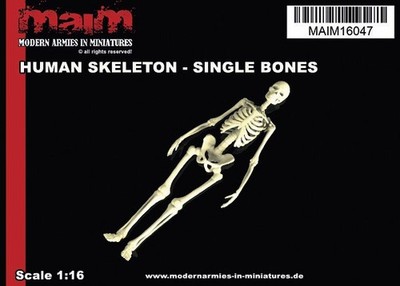 Human Skeleton; single Bones Set / 1:16