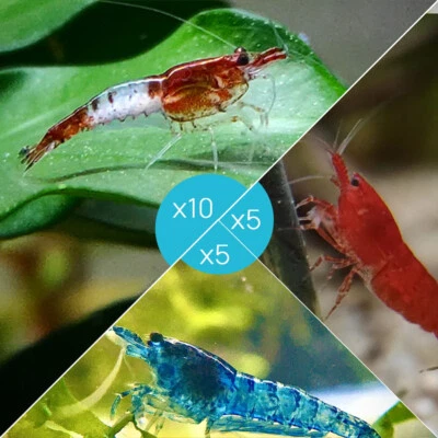 Lot de 20 Crevettes : 10 Rili Sakura Rouge + 5 Bloody Mary + 5 Bleue - lebonaqua - Photo 1/4